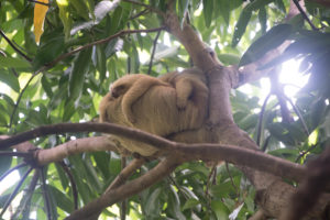 mom and baby two-fingered sloth resting