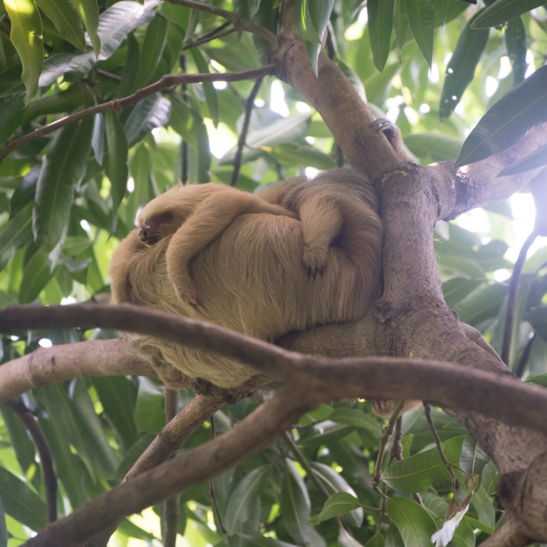 mom and baby 2F sloth resting