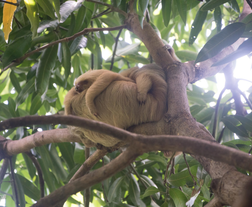 mom and baby 2F sloth resting