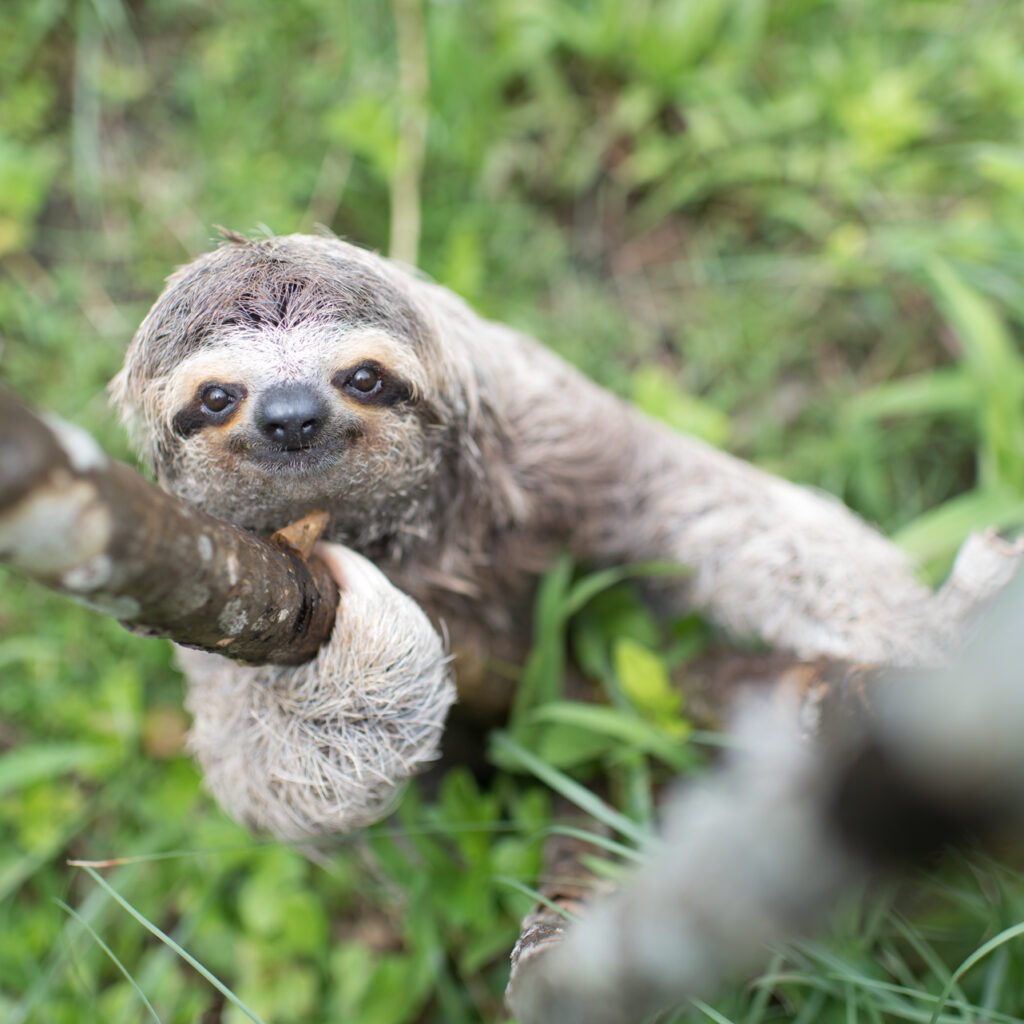 sloth pooping