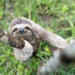 Why Do Sloths Poop on the Ground?