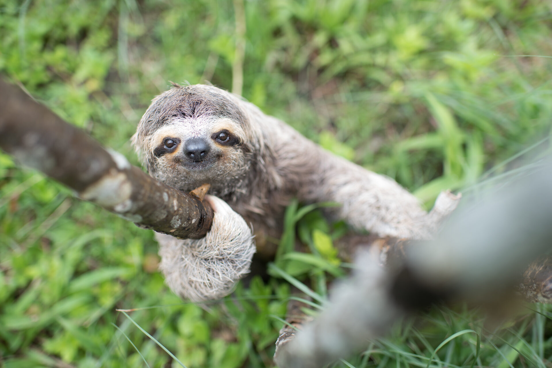 sloth pooping