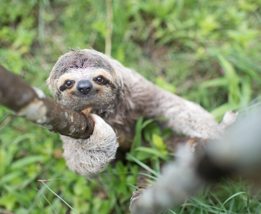 sloth pooping