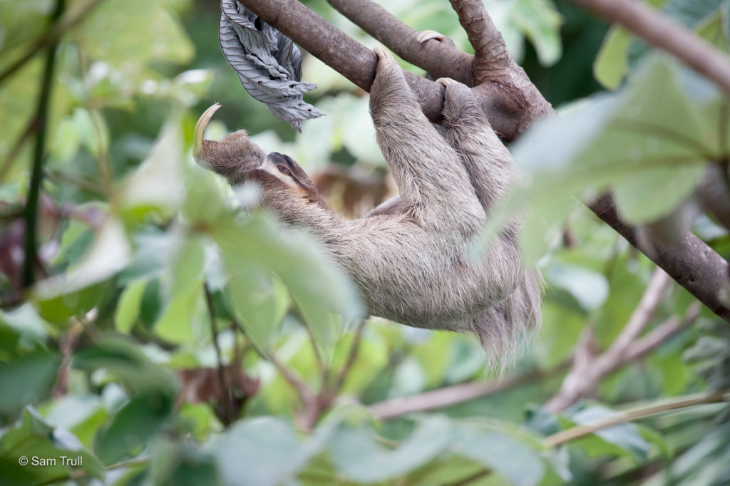 three-fingered sloth climbing