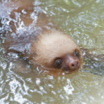 Can Sloths Swim: One of the Rainforest’s Most Surprising Adaptations