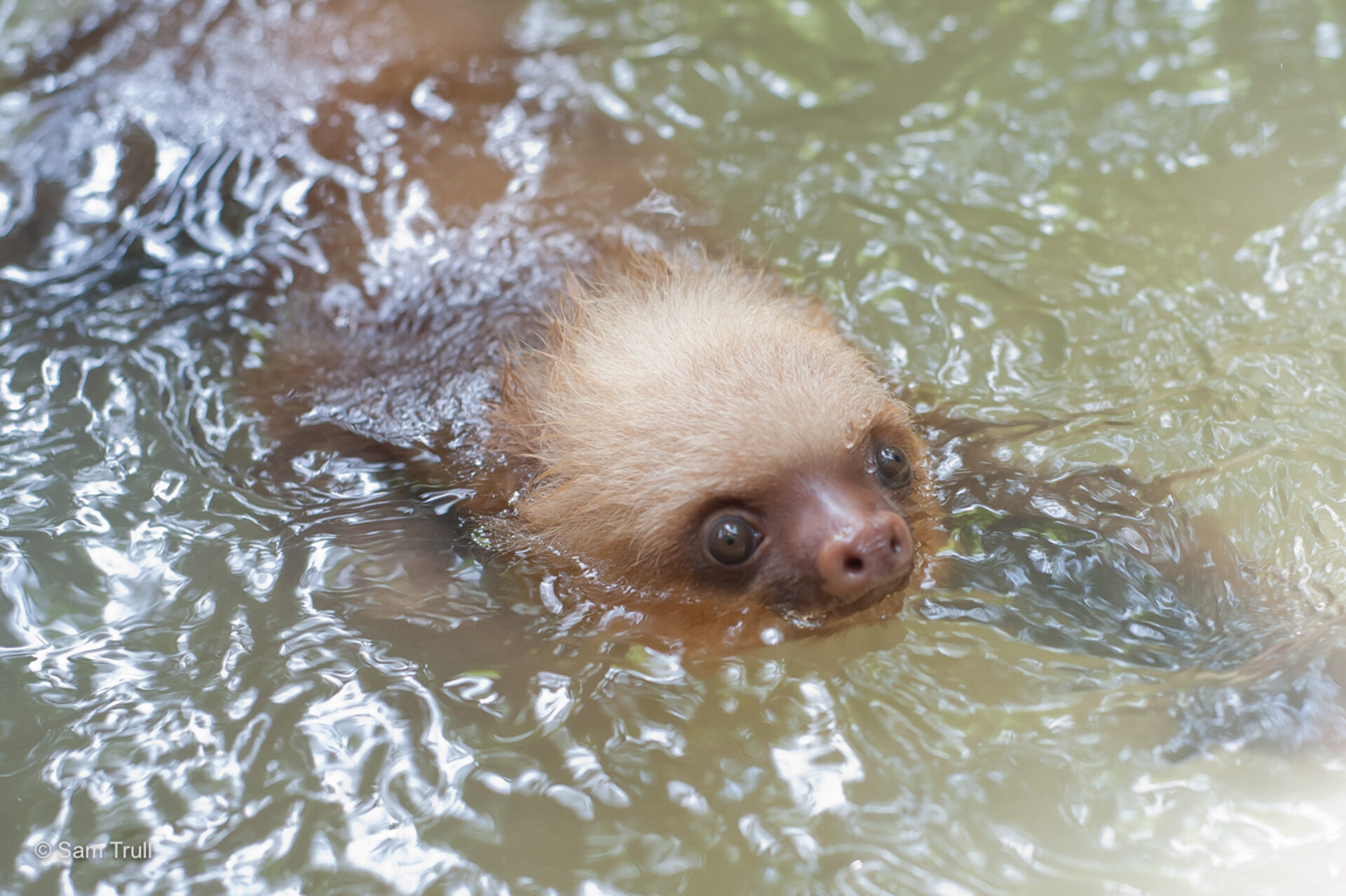 two-fingered sloth swimming