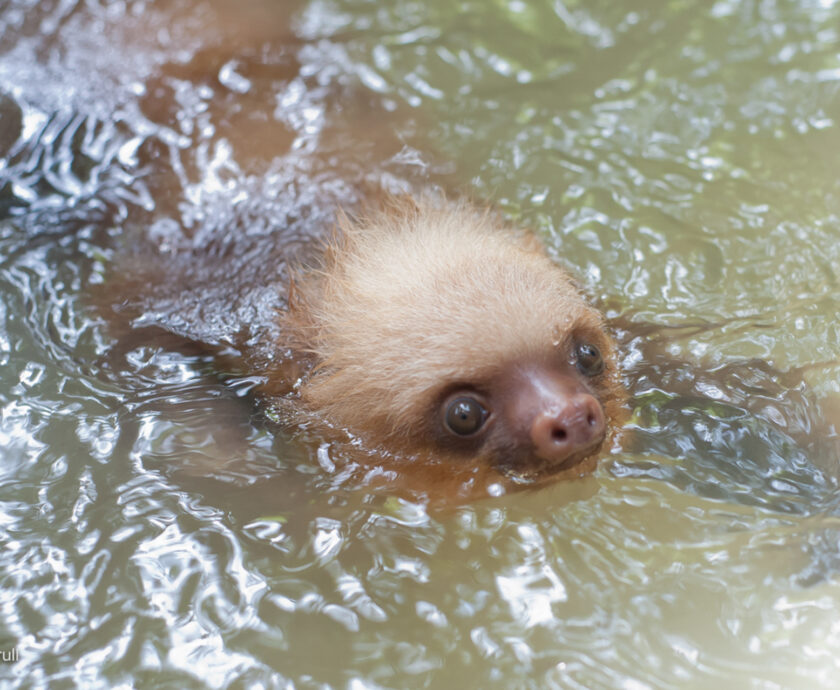 two-fingered sloth swimming