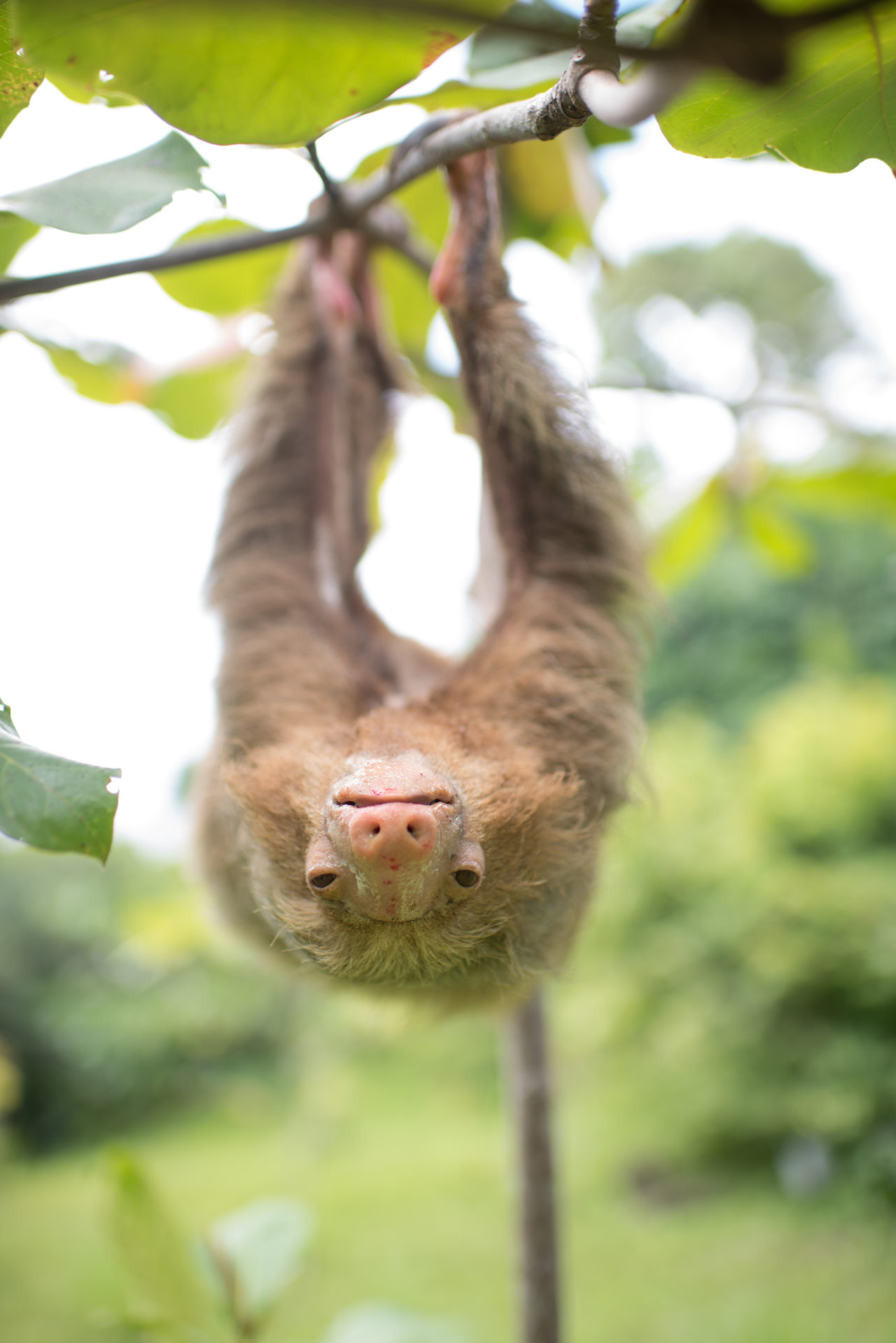 Electrocuted sloth recovering at tsi