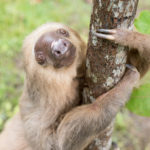 Sloth Heart Anatomy After Electrocution: A Post Mortem Study of Choloepus hoffmanni