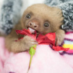 Meet Baby Sloth Cookie