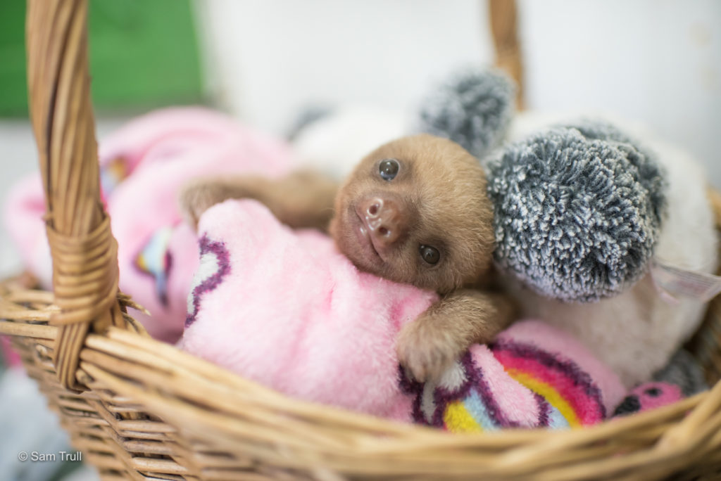 Baby sloth looking at the camera
