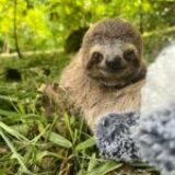 July Sloth of the Month: Kamala