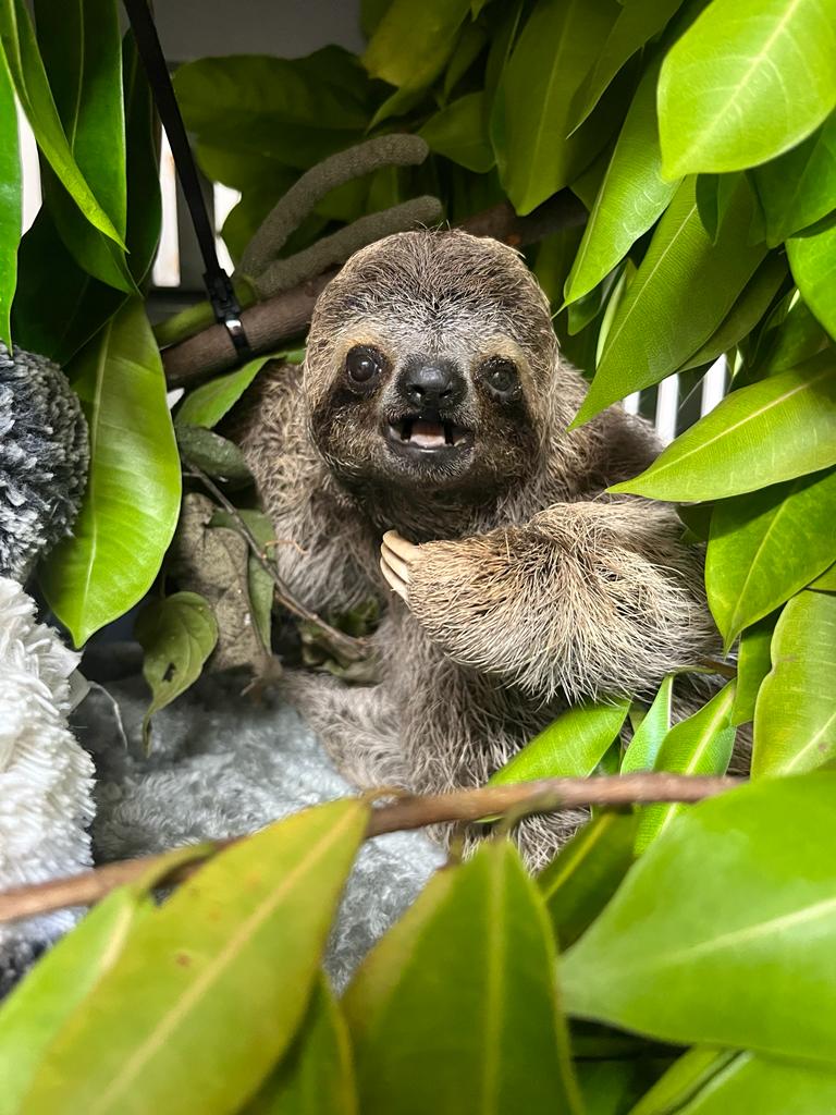 The Sloth Institute Costa Rica Three-Fingered Sloth