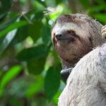 Wild Neighbors: A Costa Verde x Sloth Institute Collaboration