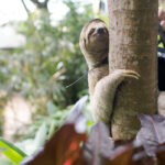 <strong>Eric: The Three-Fingered Sloth Success Story</strong>