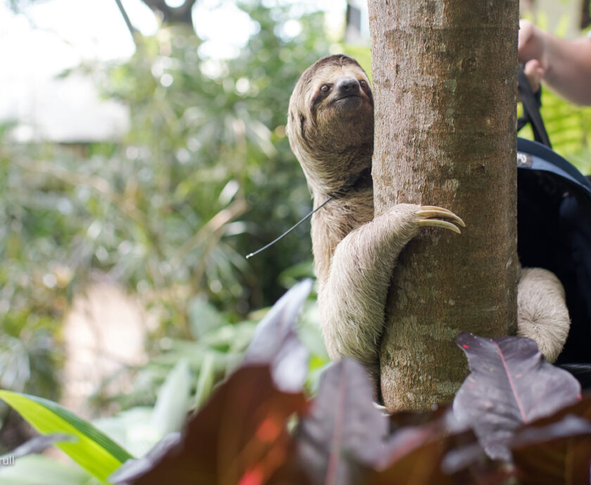 The Sloth Institute Releasing Rehabilitated Sloth