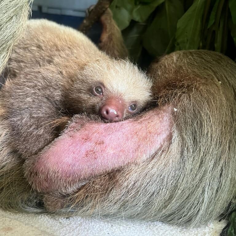 orphaned two fingered sloth