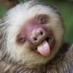 <strong>5 Ways to Celebrate International Sloth Day and Make a Difference</strong>