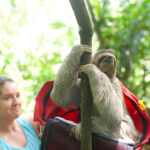 5 Reasons to Give to The Sloth Institute this Holiday Season