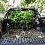 Restoring Sloth Habitat: How Planting Trees Helps Protect Sloths in Costa Rica