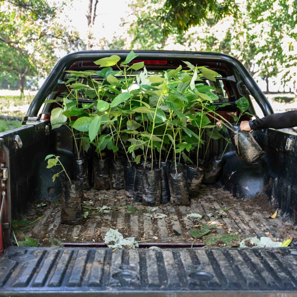tree delivery for website