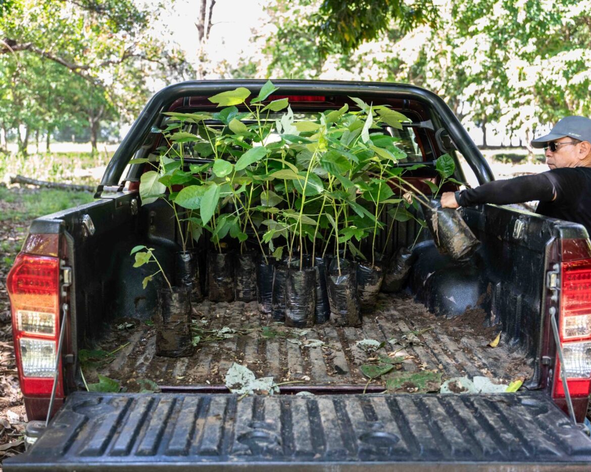 tree delivery for website