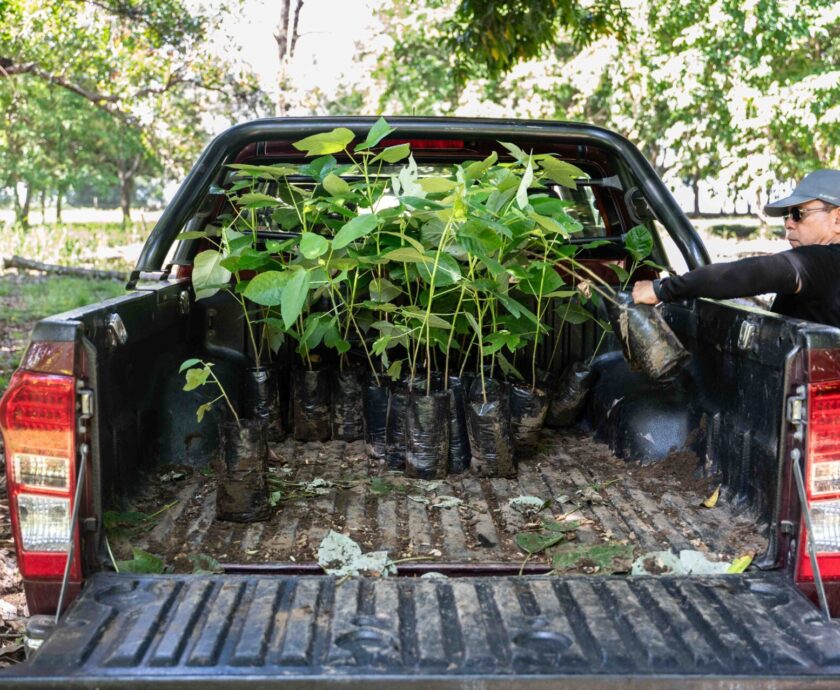 tree delivery for website