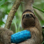 Meet Sophie: A Survivor’s Story and Why Sloth Speedways Matter