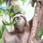 Celebrating Sloth Moms this Mother’s Day