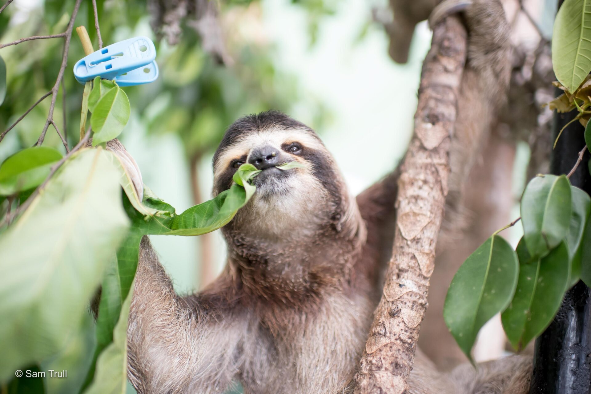 Tilly the Sloth at The Sloth Institute