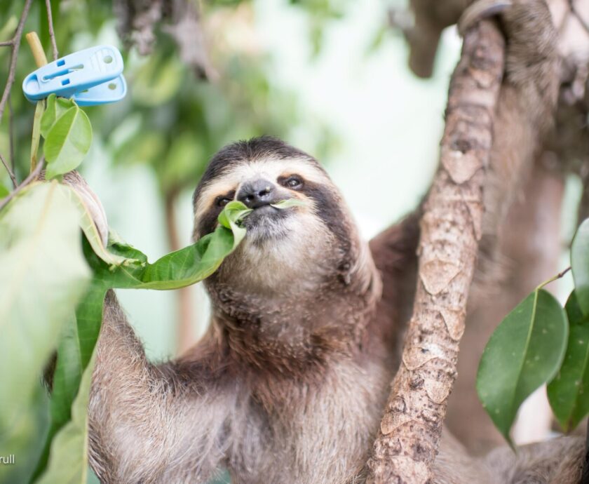 Tilly the Sloth at The Sloth Institute
