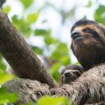Which Sloth Mom Is Your Mom?