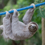 Sloth Speedways: Bridging the Canopy for World Environment Day