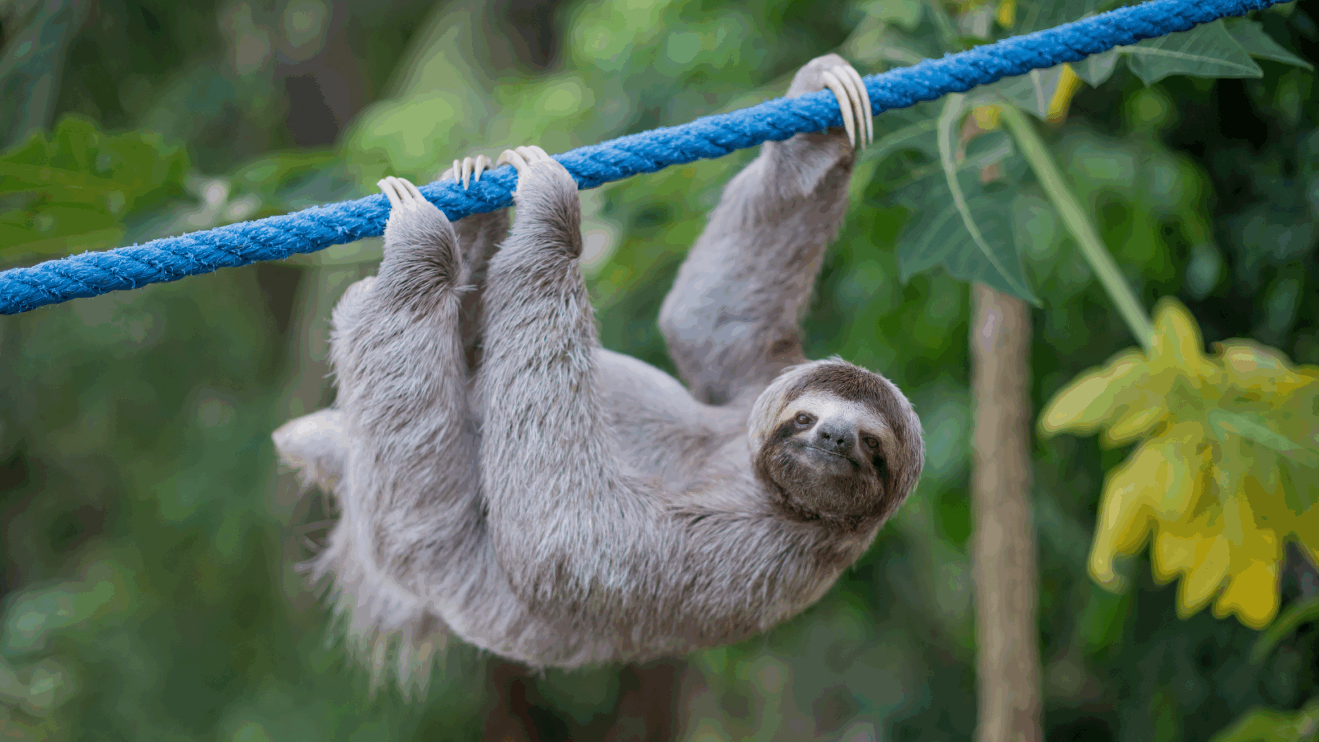 Sloth Speedways for World Environment Day