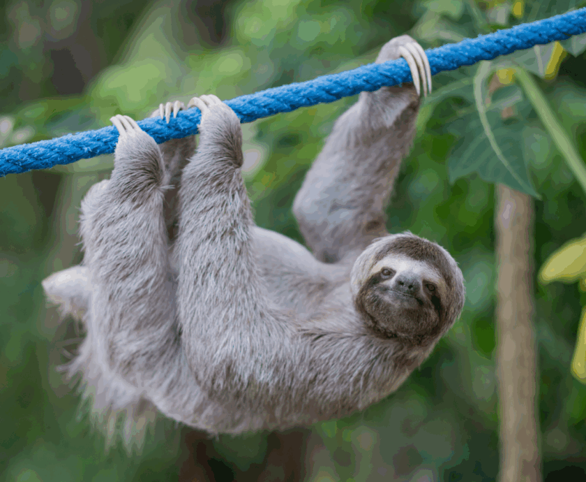 Sloth Speedways for World Environment Day