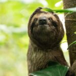 The Sloth Institute Receives Sloth Rescue Permit from SINAC – A New Chapter Begins