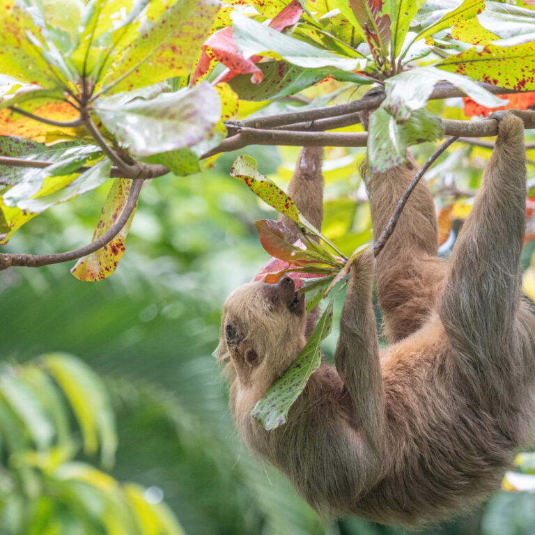 frank climbing exercise2