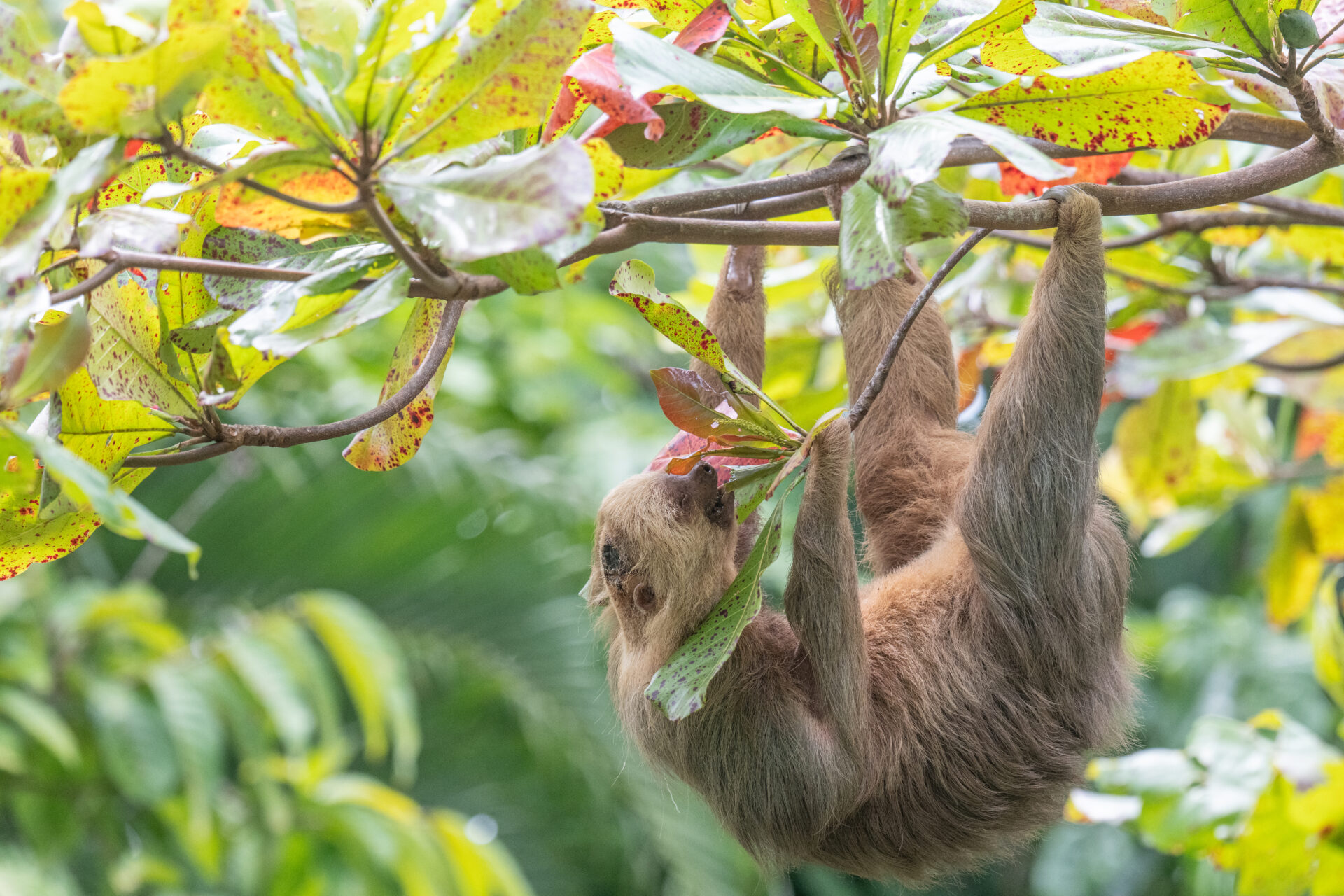 Sloth Spring Roll Meet Frank: Our Brave Senior Survivor - The Sloth Institute