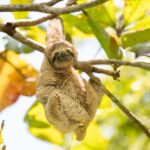 Meet Carl: September's Sloth of the Month
