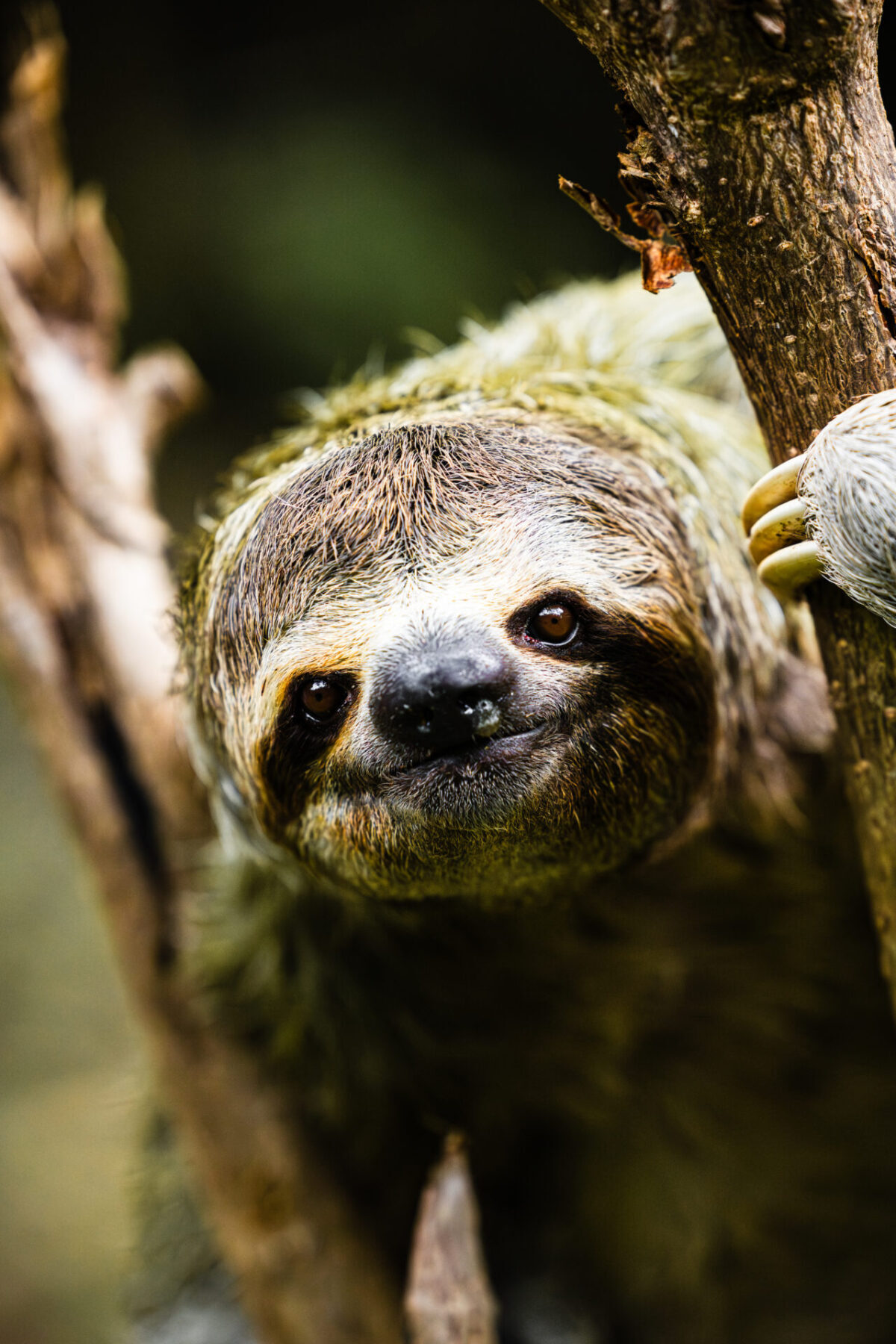 Shrek Sloth of the Month (5)