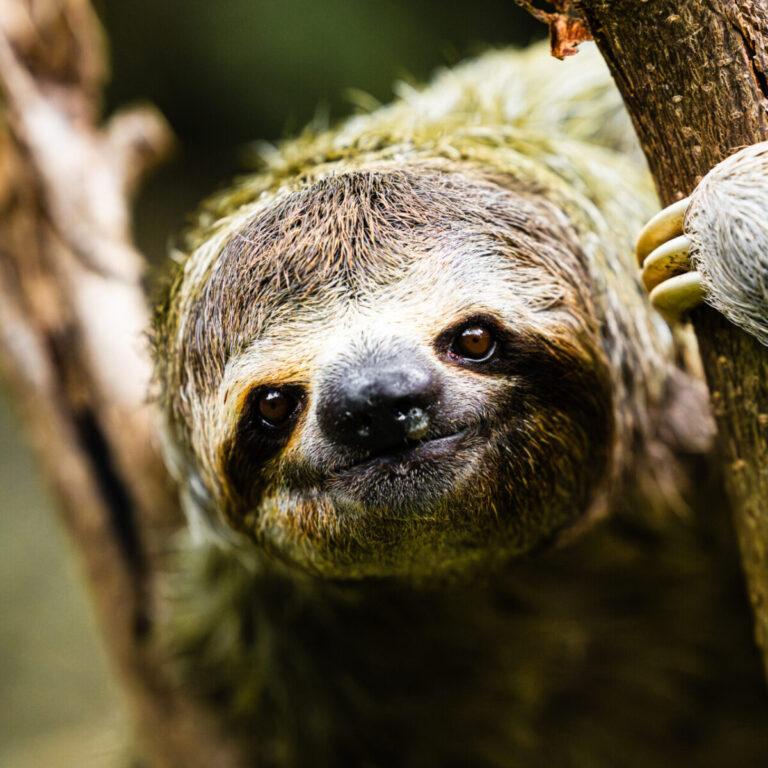 Shrek Sloth of the Month (5)