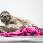 Meet Pam: A Little Sloth that Aced Sloth School