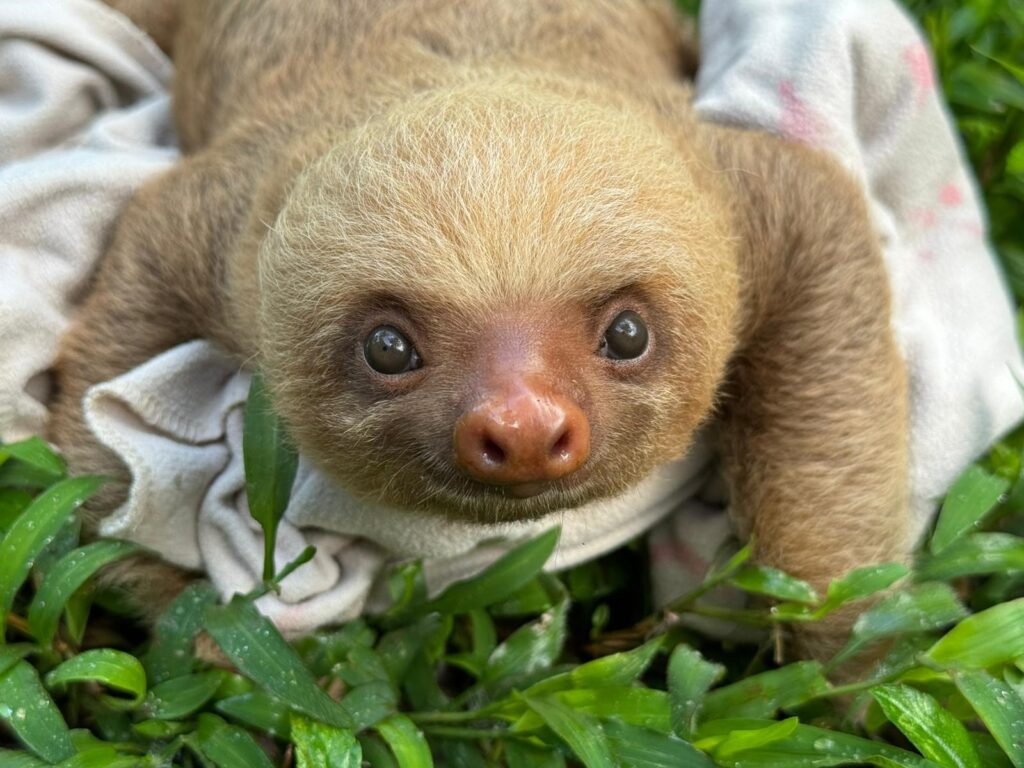 Taylor the Baby Two Fingered Sloth - Sloth Rescue - The Sloth Institute