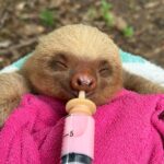 Meet Taylor: The Baby Sloth Starting Her Journey at Sloth School