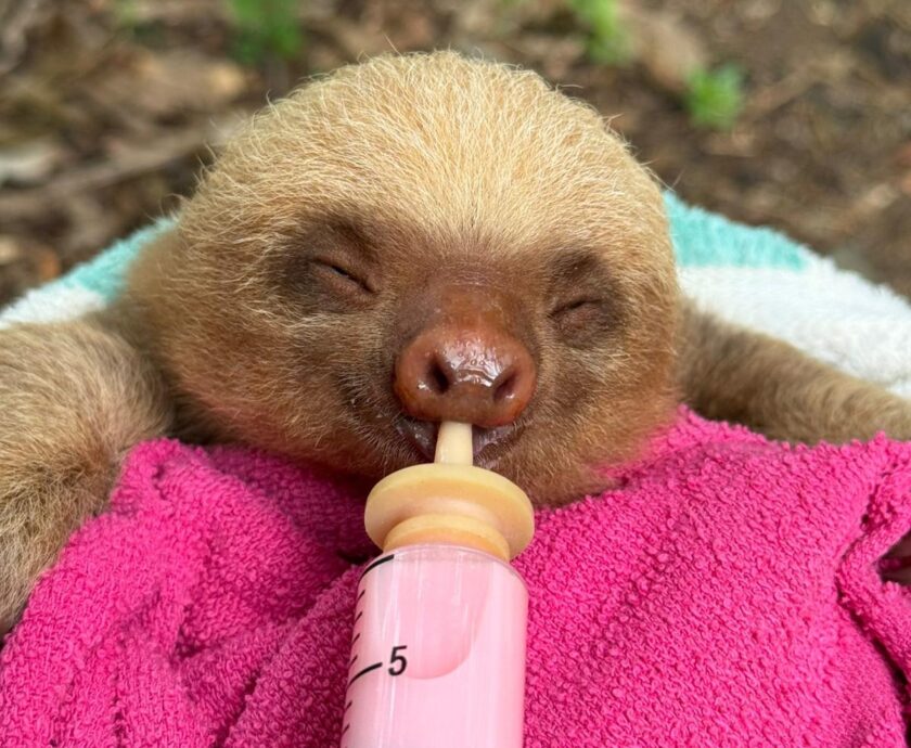Taylor the Baby Two Fingered Sloth - Sloth Rescue - The Sloth Institute