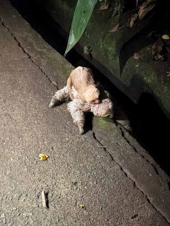 Taylor the Baby Two Fingered Sloth - Sloth Rescue - The Sloth Institute