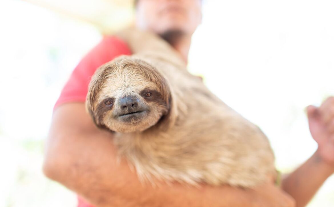 Sloth Conservation Organizations Warn Against U.S. Attraction Sourcing Wild-Caught Sloths for Commercial Entertainment