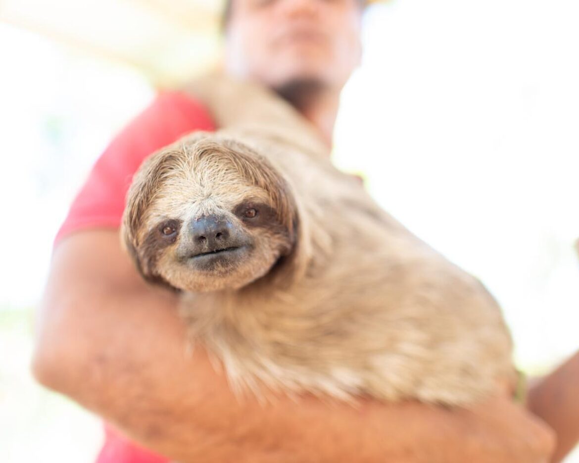 Sloth Conservation Organizations Warn Against U.S. Attraction Sourcing Wild-Caught Sloths for Commercial Entertainment