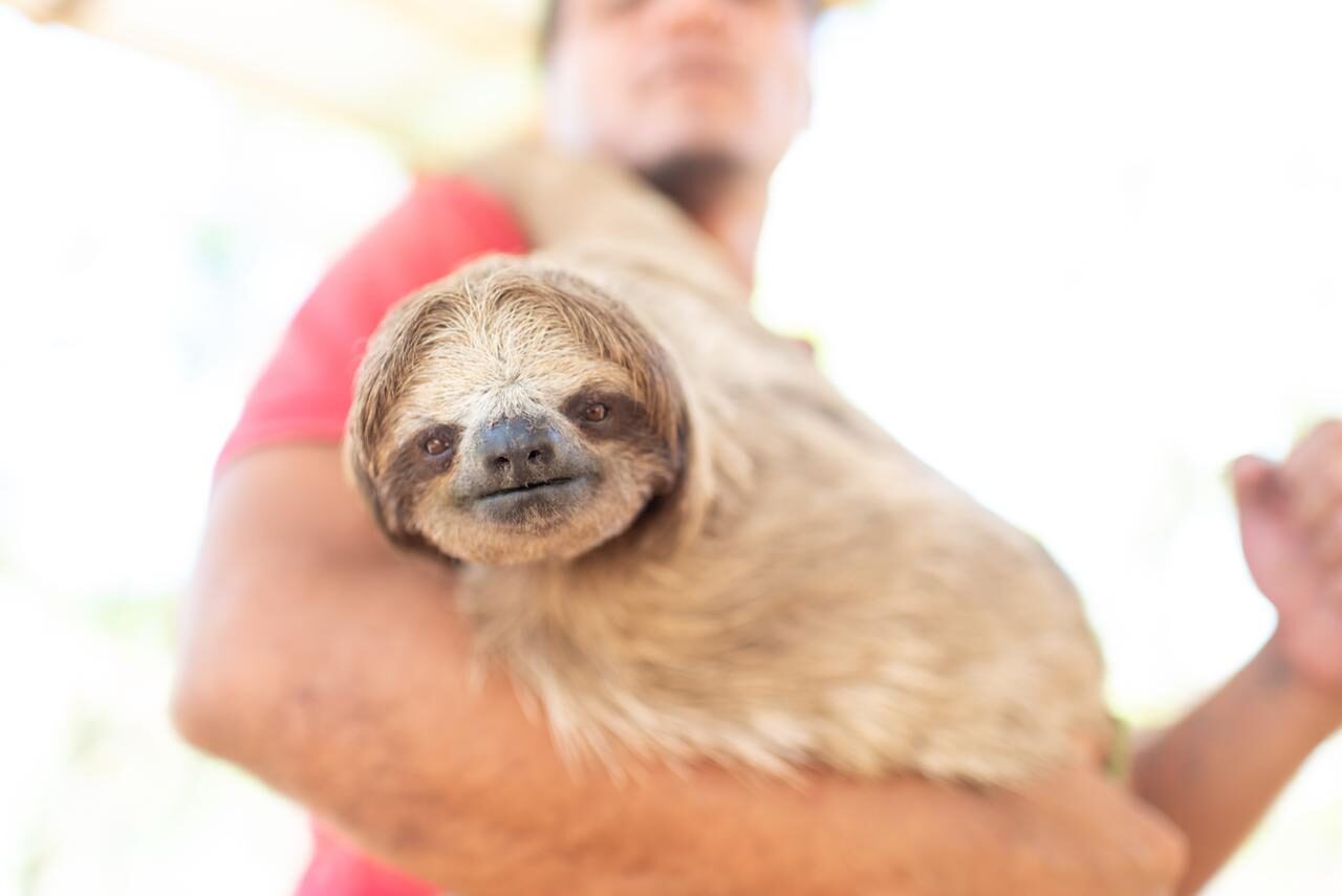 Sloth Conservation Organizations Warn Against U.S. Attraction Sourcing Wild-Caught Sloths for Commercial Entertainment