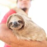 Sloth Conservation Organizations Warn Against U.S. Attraction Sourcing Wild-Caught Sloths for Commercial Entertainment